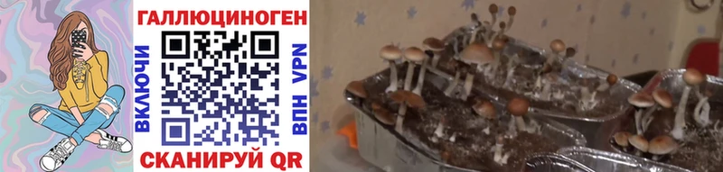 купить закладку  Ковылкино  Галлюциногенные грибы MAGIC MUSHROOMS 
